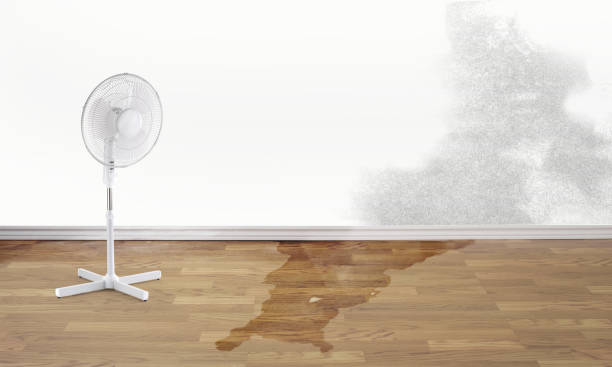 Best Local water damage restoration  in Ozark, AL