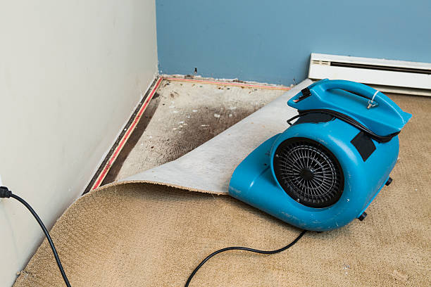 Best Basement water damage restoration  in Ozark, AL